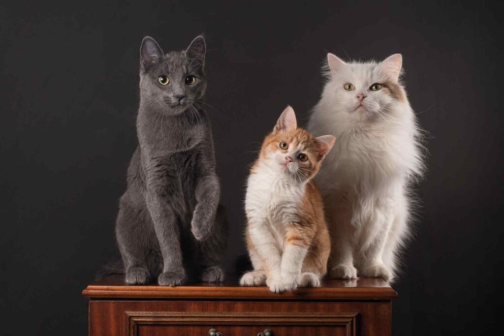 Three cats sitting on a shelf.