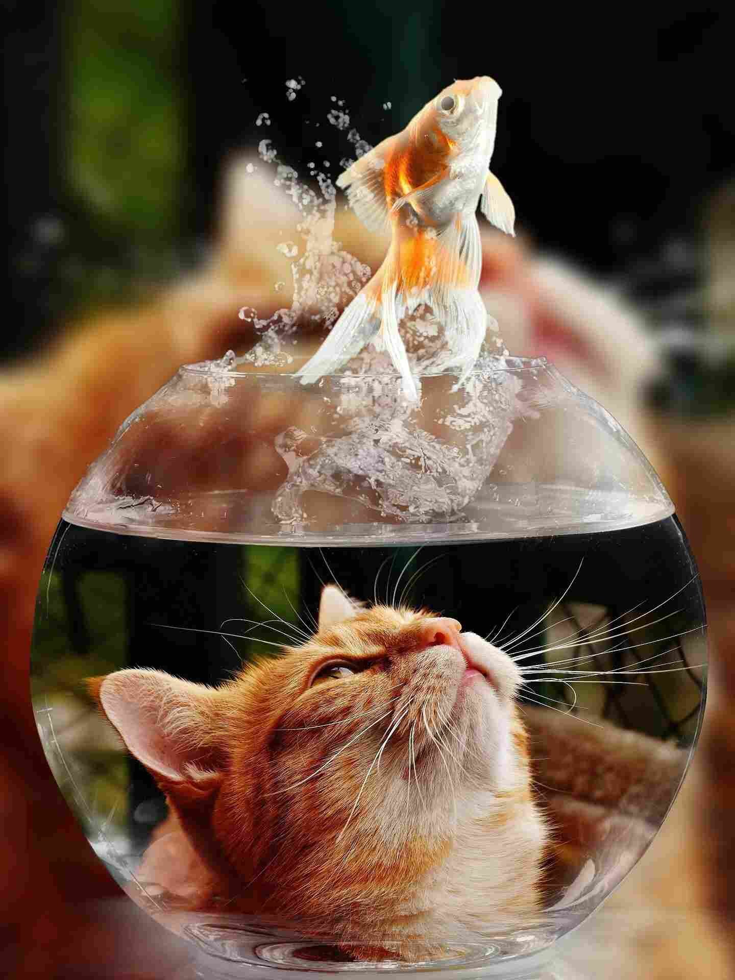 A cat looking at a goldfish jumping out of a glas.