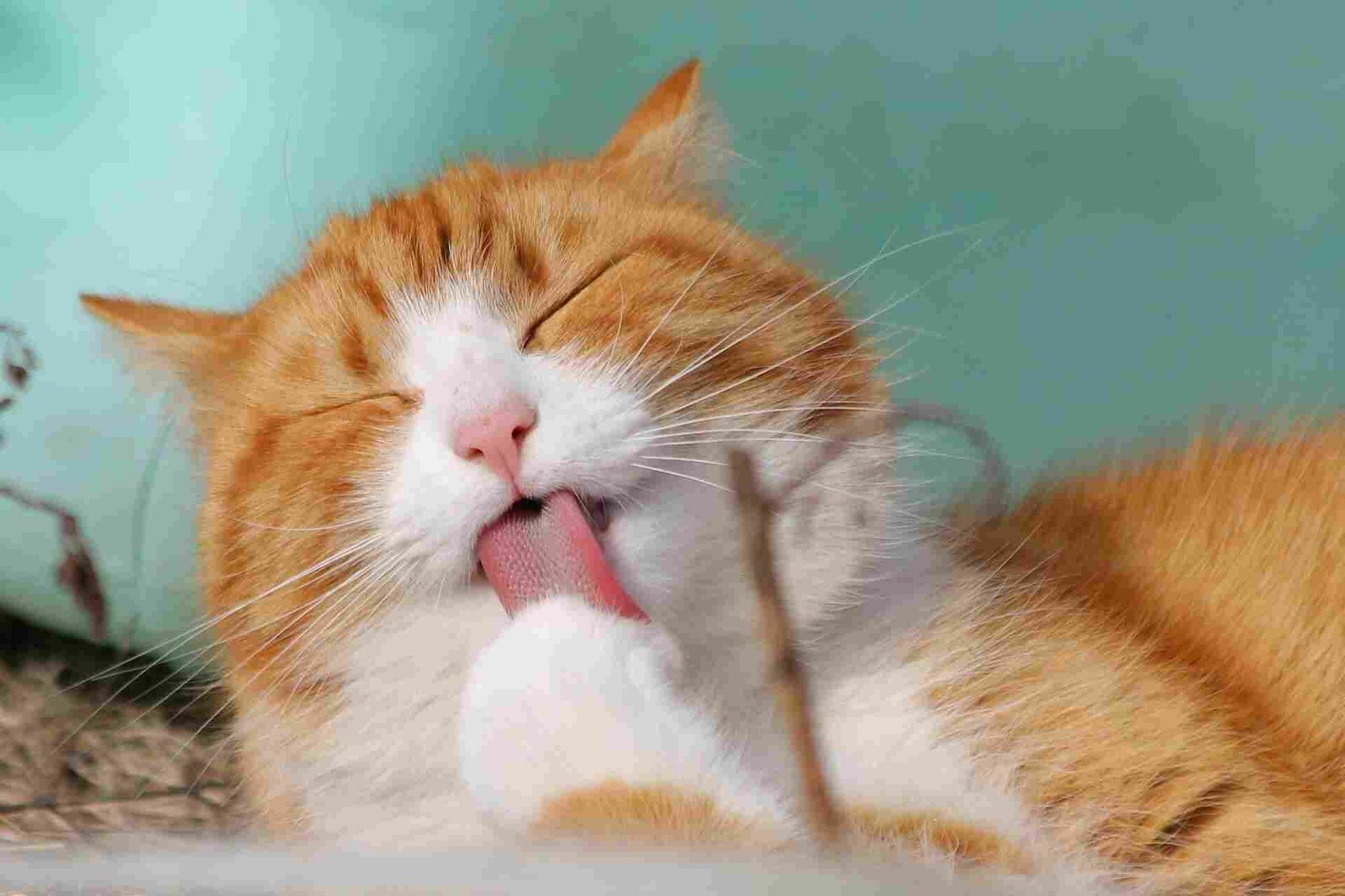 A cat licking its paw.