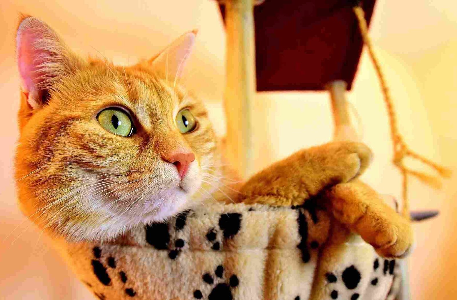 A cat lying in a padded basket.