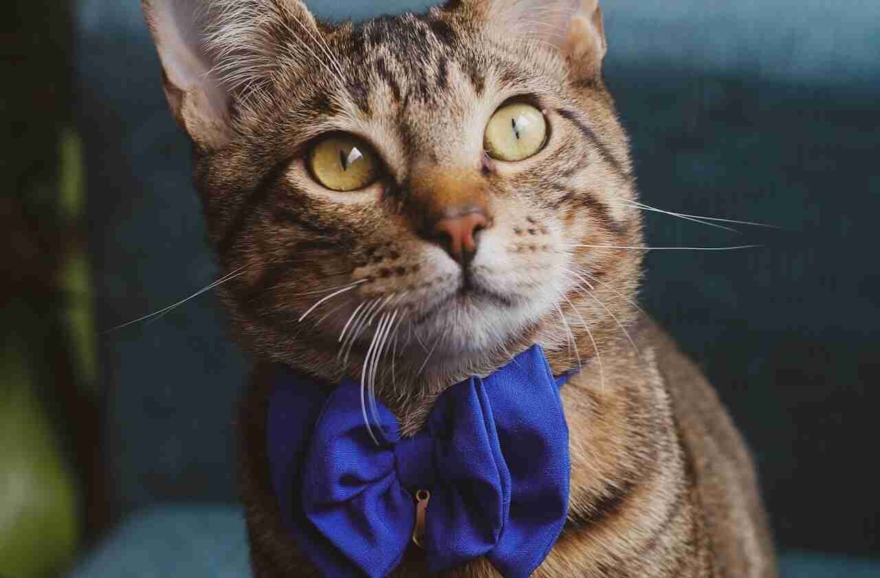 A cat wearing a bow.