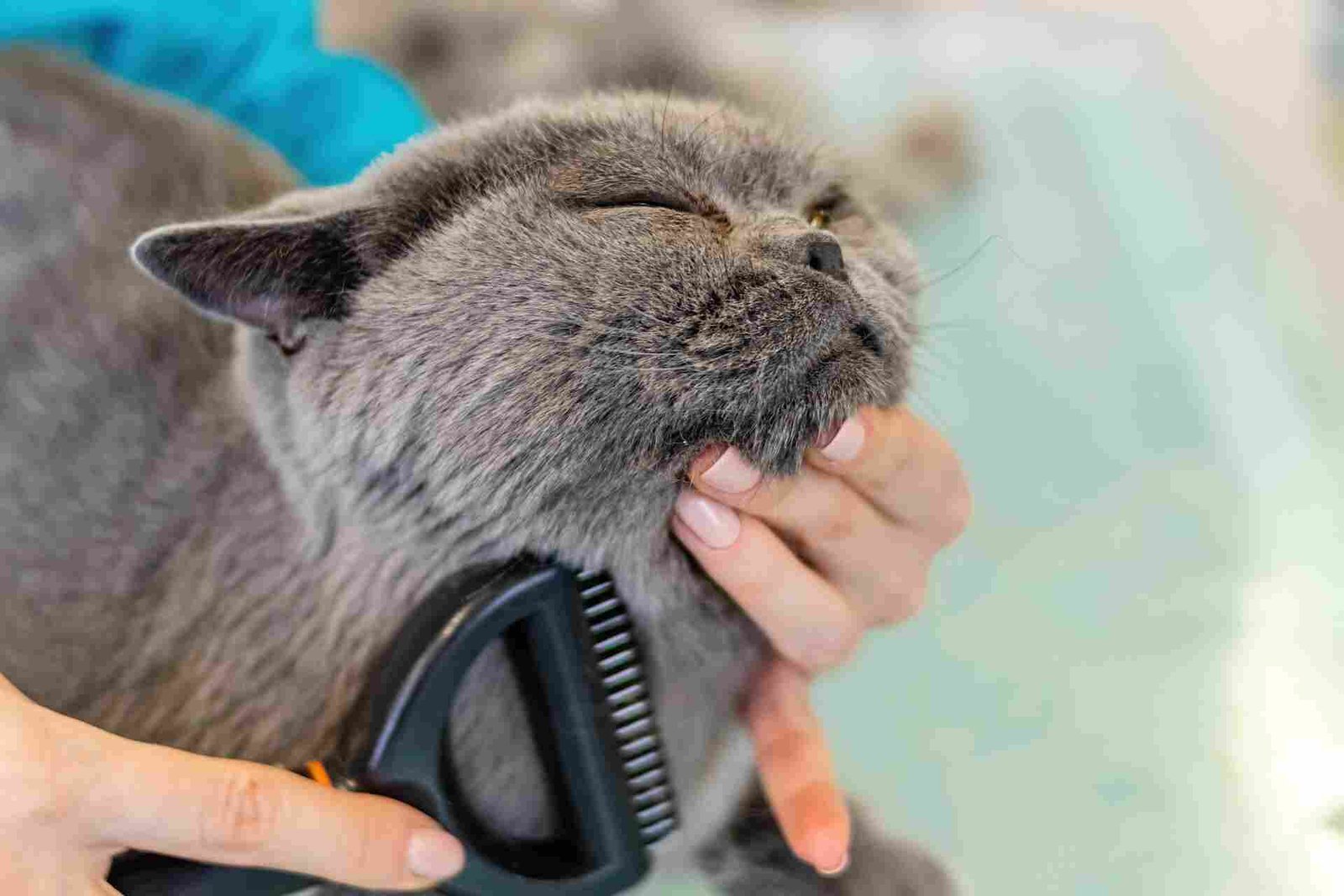 A cat being groomed.