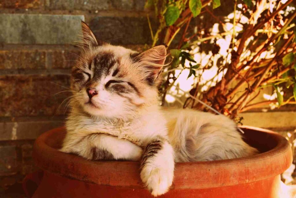 A cat laying in a flower pot with eyes closed.