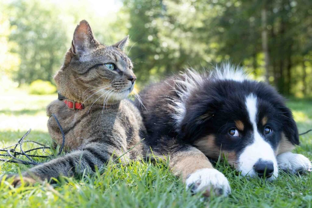 A cat and a dog sitting next to each other on a meadow.
