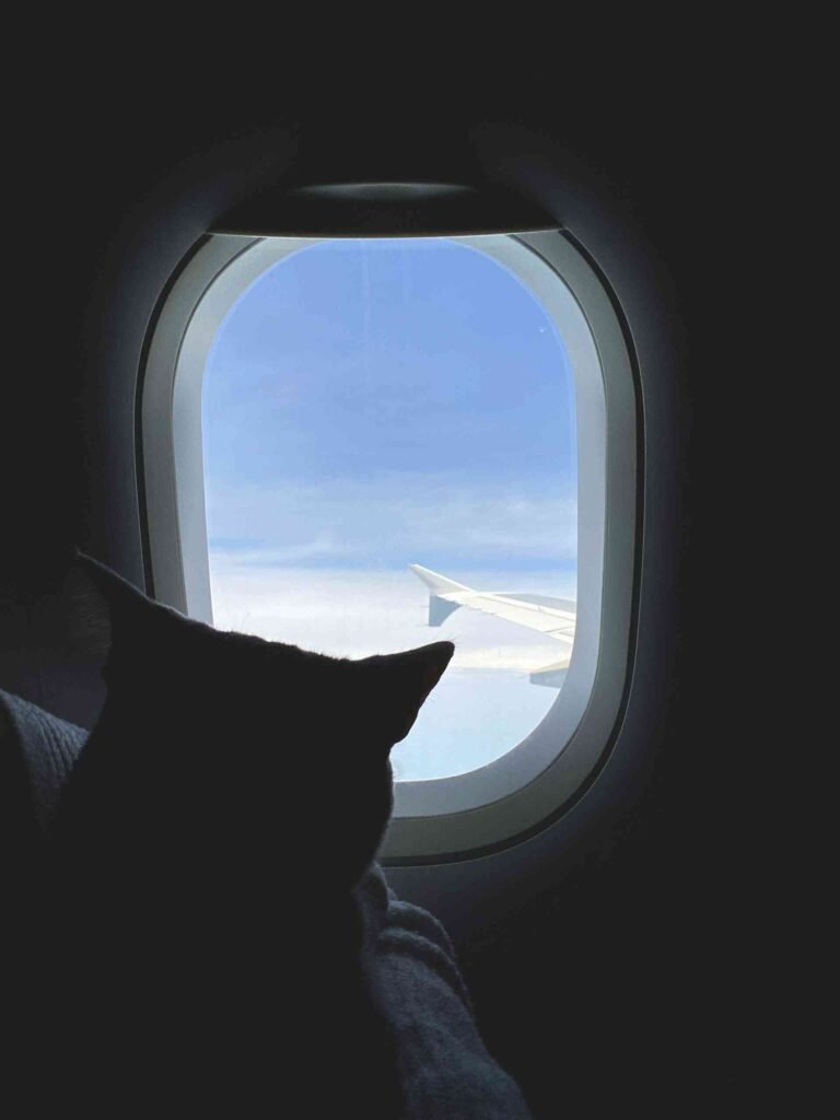 A cat sitting in front of an airplane window.
