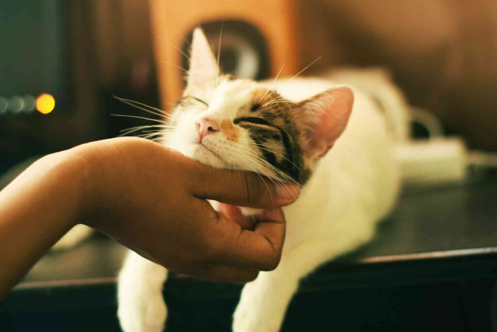 A cat getting scratched by the chin while lying on a table.