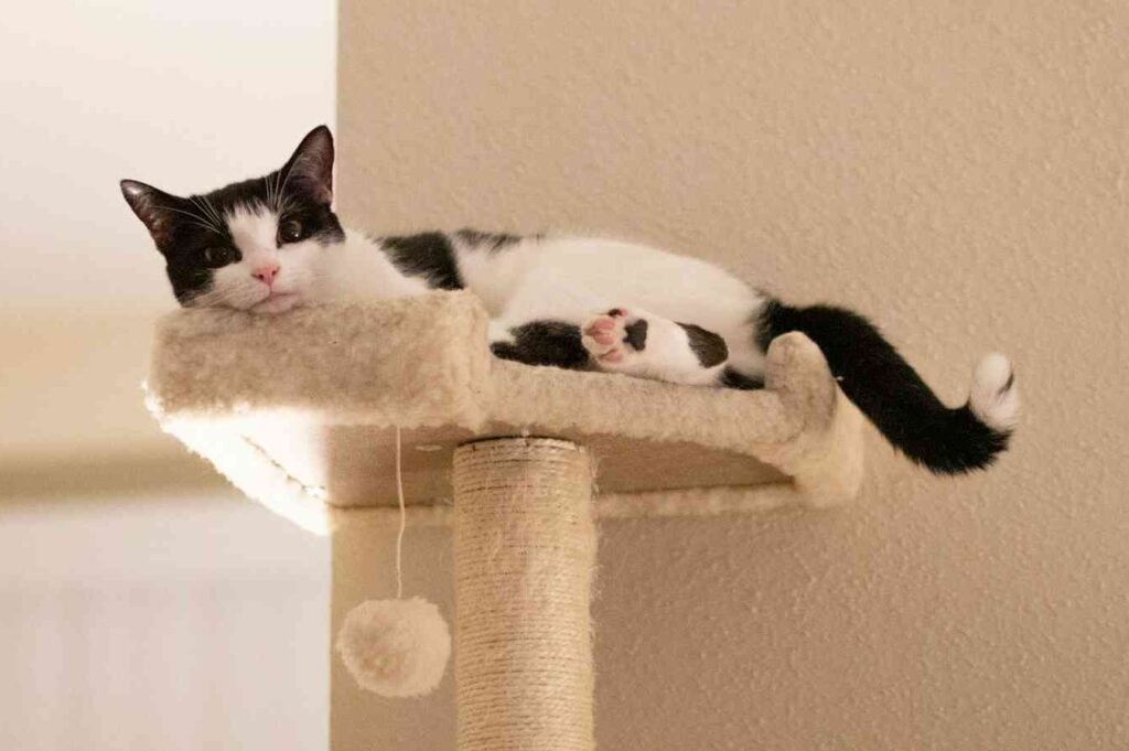 A cat lying on top of a scratching post next to the wall.