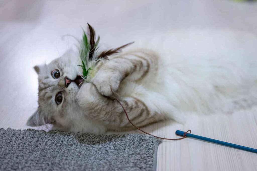 A white cat playing with a toy on the floor.
