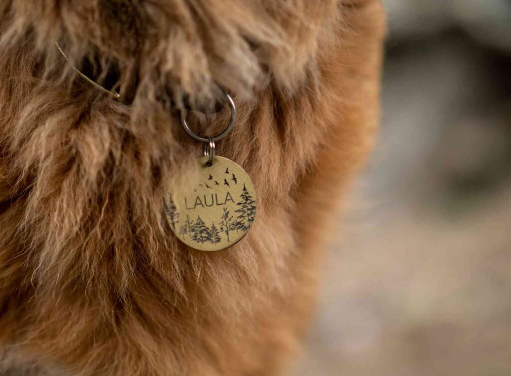 A brown dog wearing a necklace with its name on (laula).