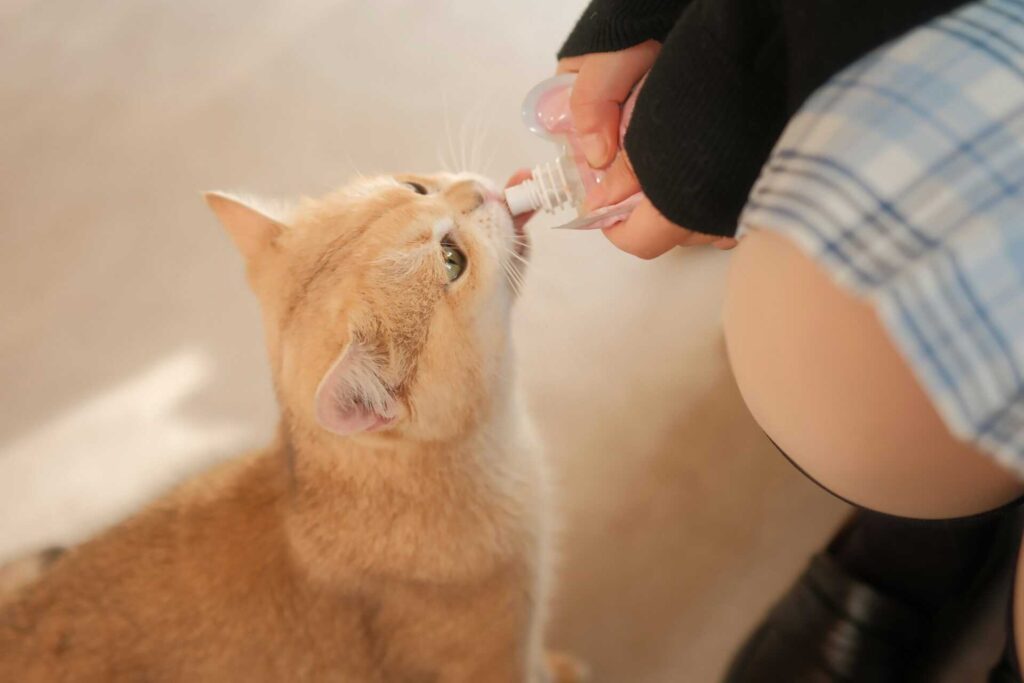 A person feeding an orange cat