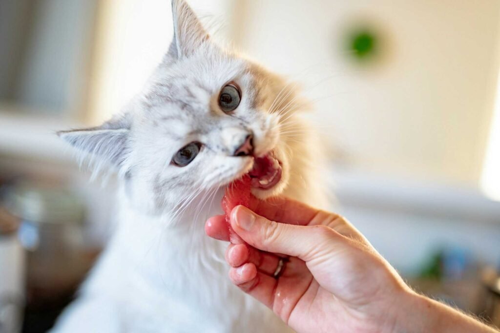 A cat being fed a watermelon.