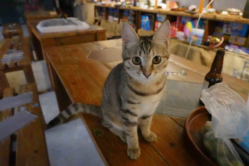 A cat sitting on a brown table in a dining area.