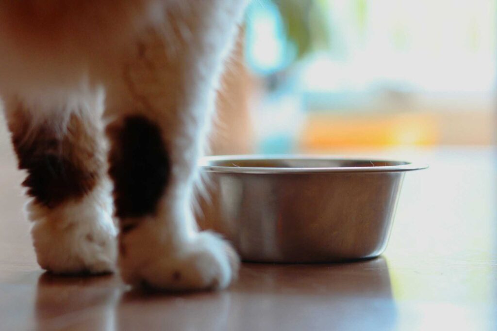 A white and brown cat standing in front of a bowl on a table.