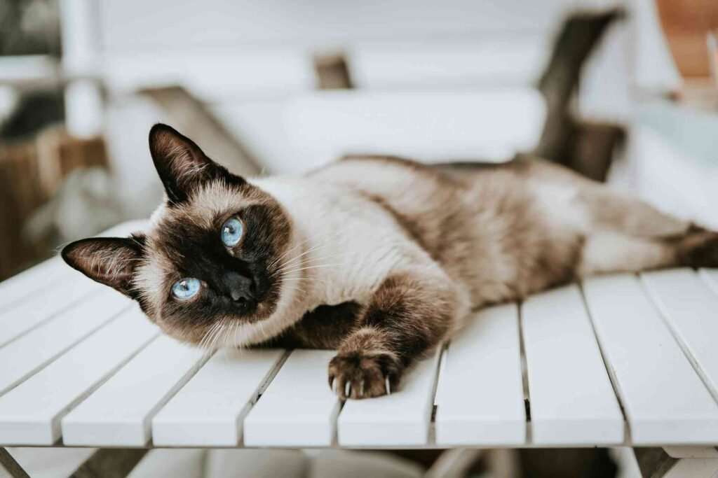 A siamese cat lying on a wooden table.