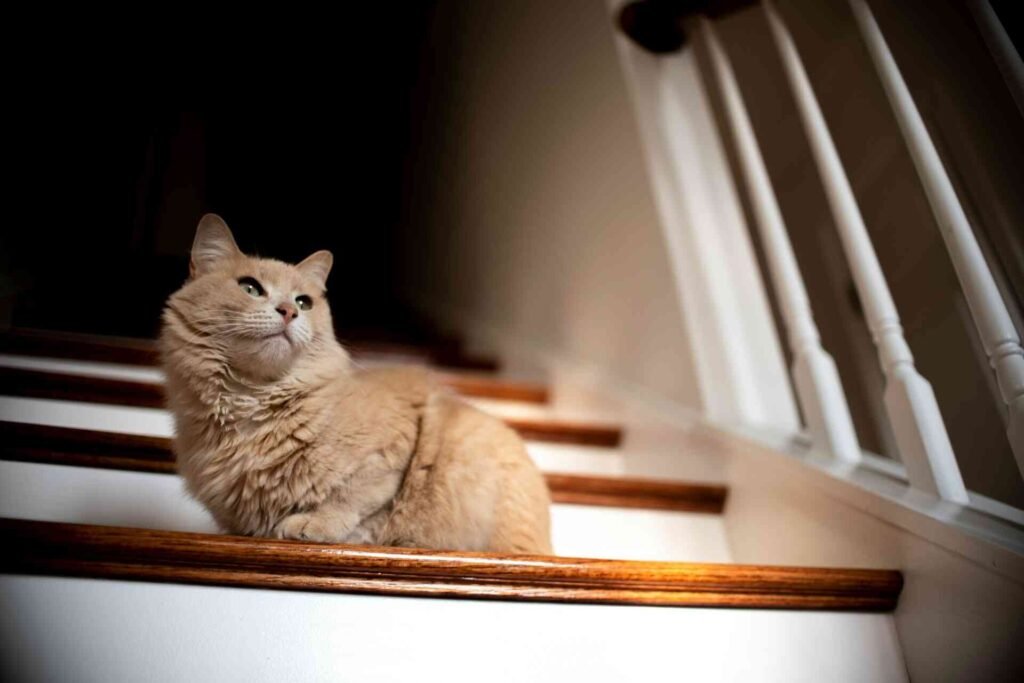 A beige cat sitting on wooden stairs.