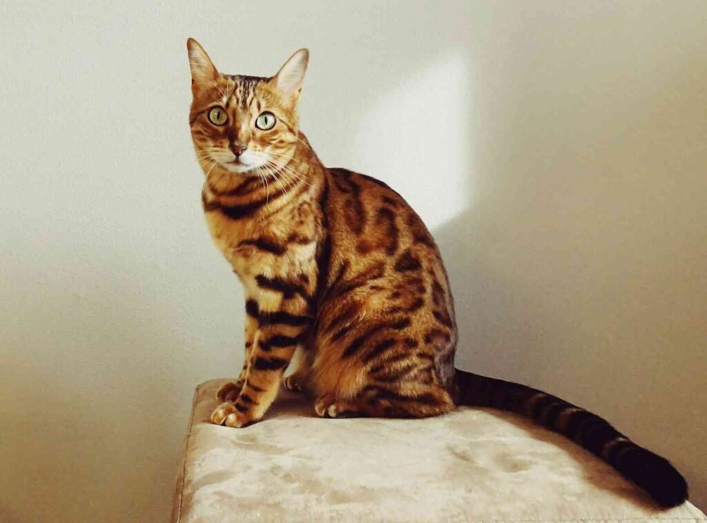 A brown bengal cat sitting on a stool.