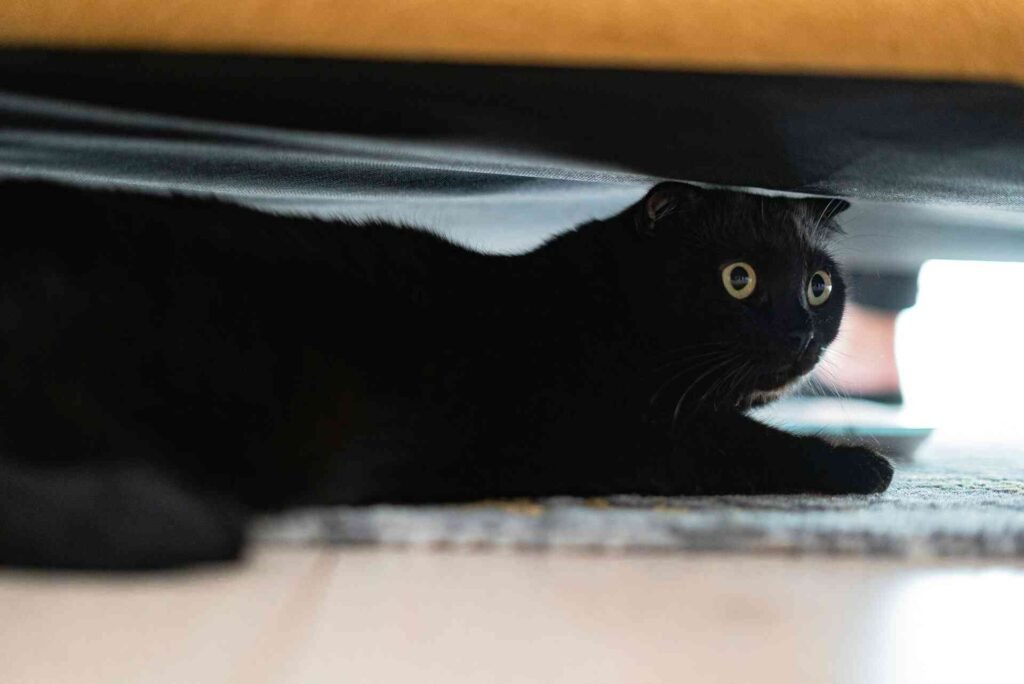 A black cat hiding under a couch.