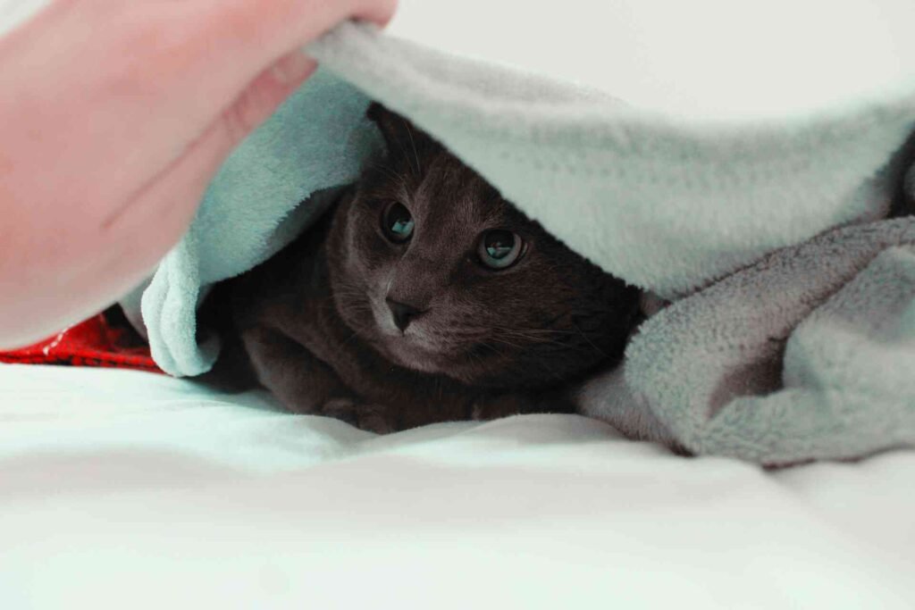 A black cat hiding under a teal blanket while a person lifts the blanket.