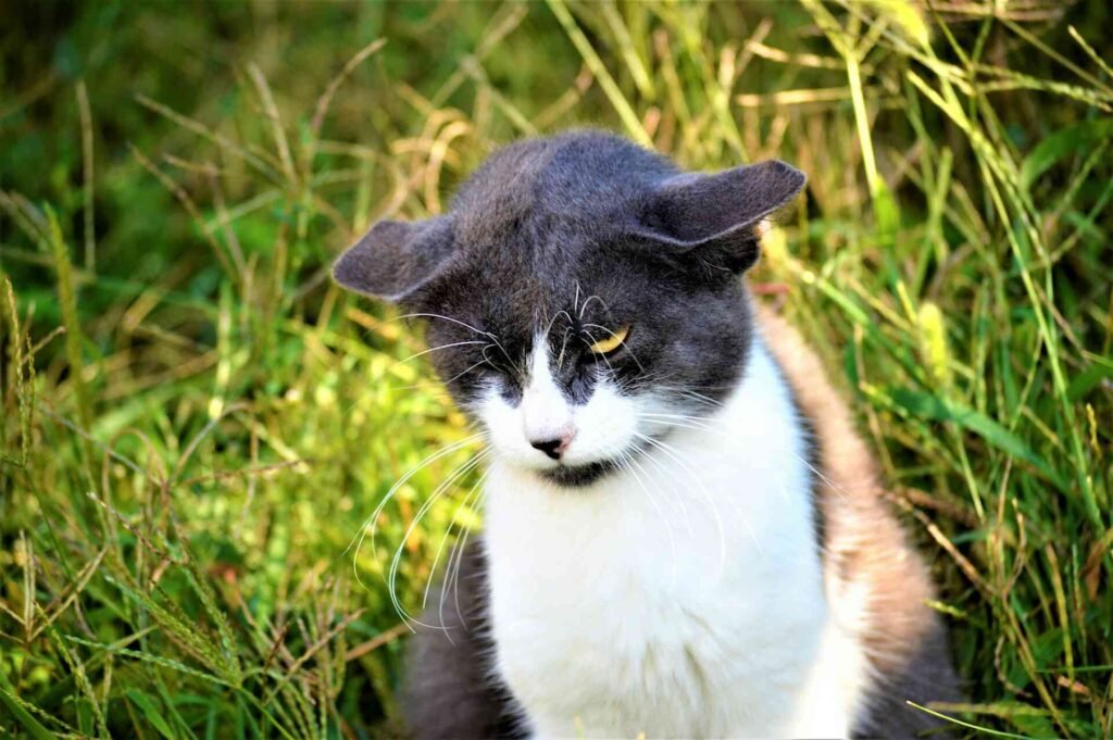 A black and white cat with flat ears sitting in the grass.