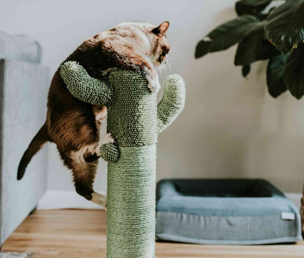 A brown cat climbing a green cat tree looking like a cactus.