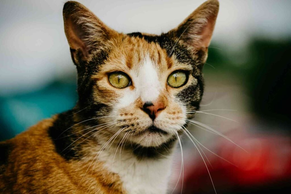 A cat with calico coat pattern.
