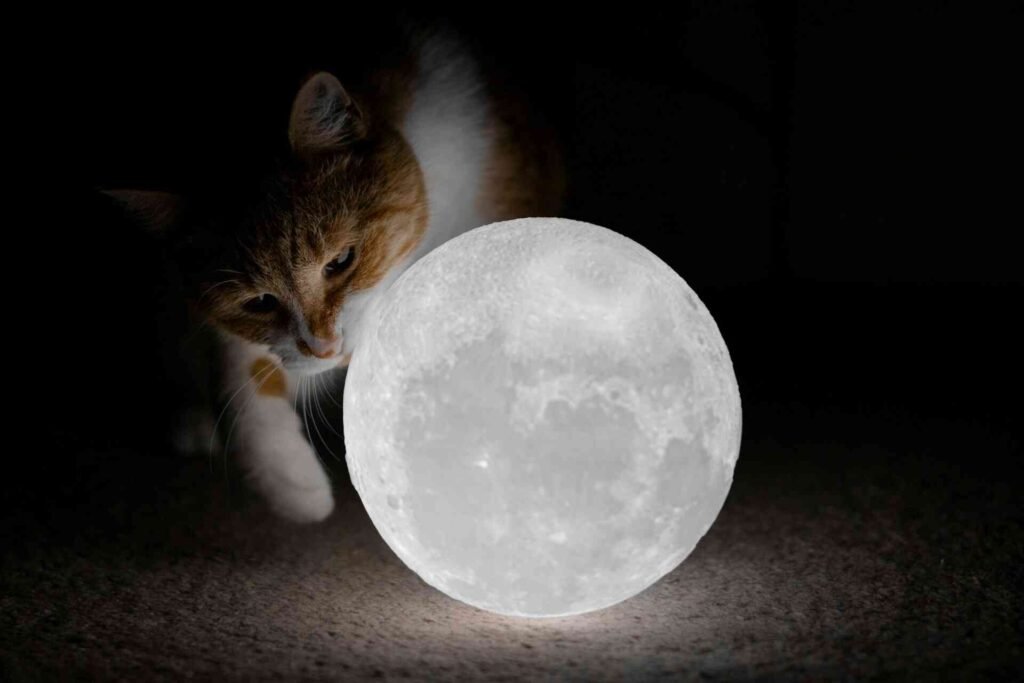 A cat awake at night looking at a full moon.