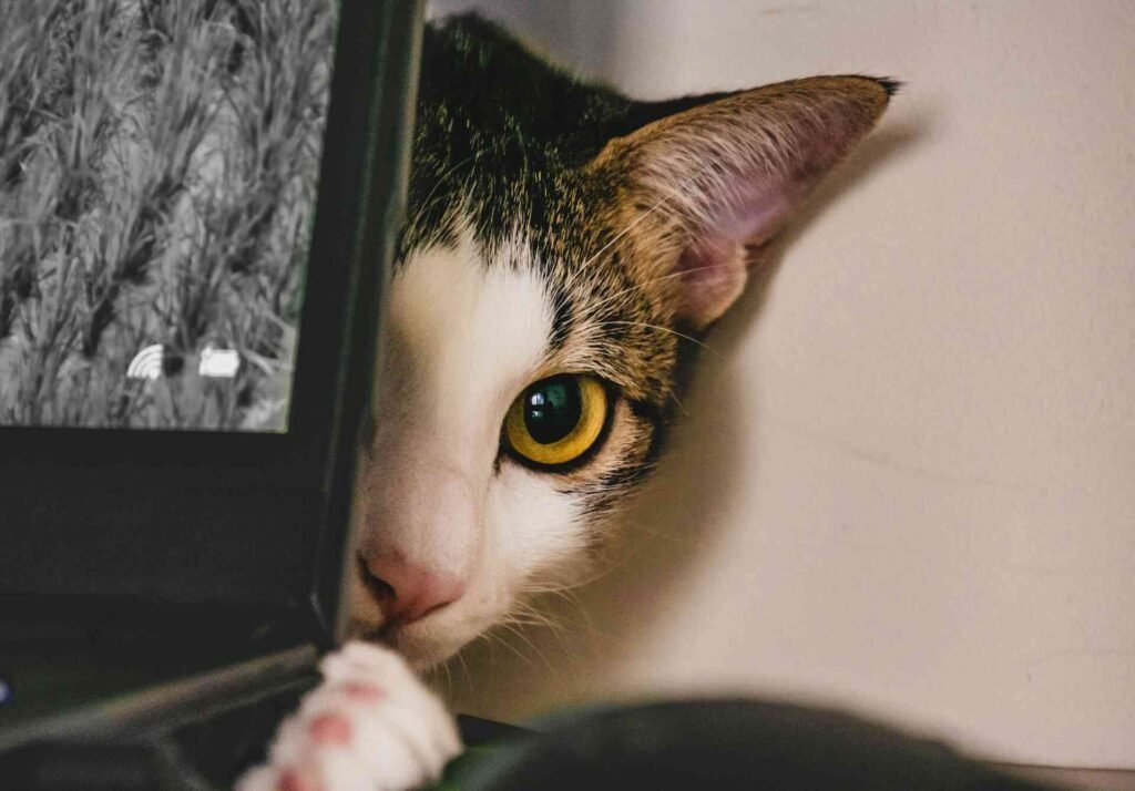 A cat behind a laptop looking for attention.