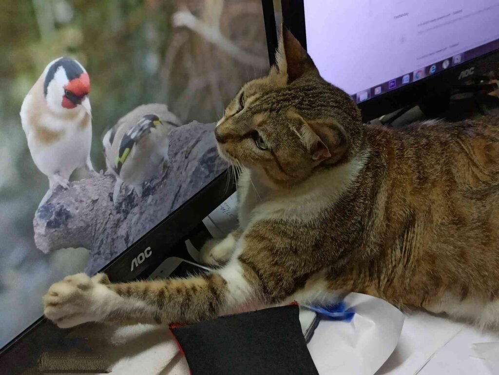A cat trying to catch a bird on tv.