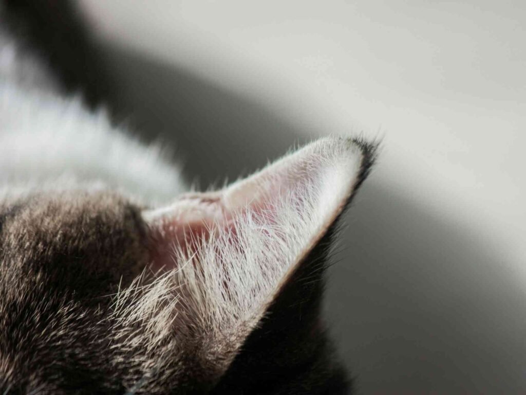 A hairy cat ear close up.