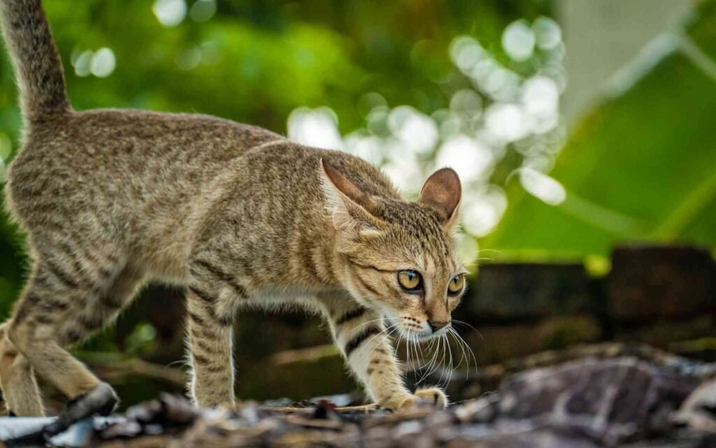 A cat with its ears flat back and tail up walking outside.