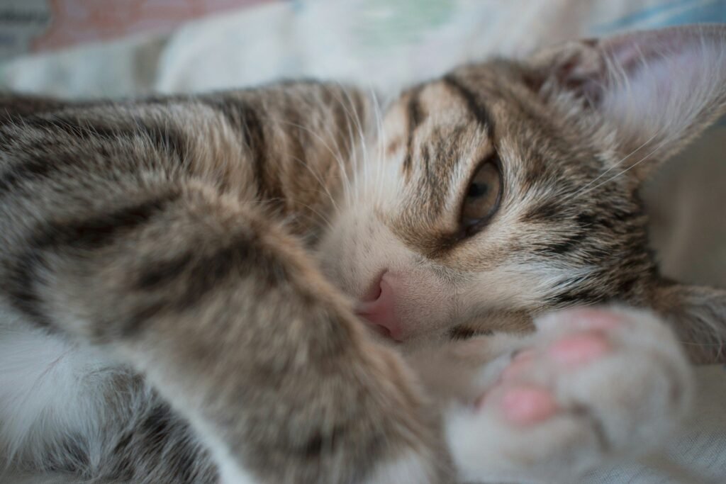 A close up of a resting cats paws and face.