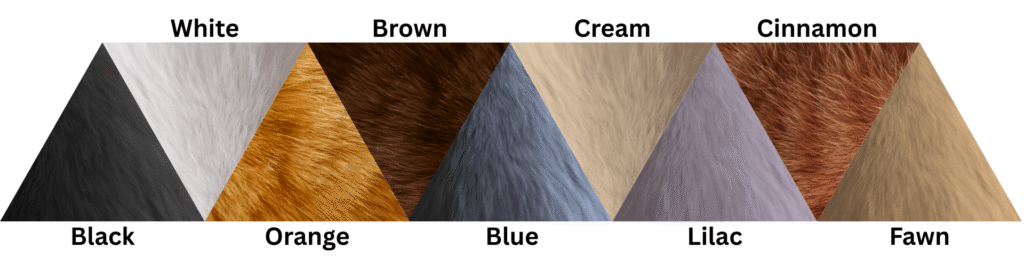 Cat fur color chart showing black, white, orange, brown, blue, cream, lilac, cinnamon and fawn fur.