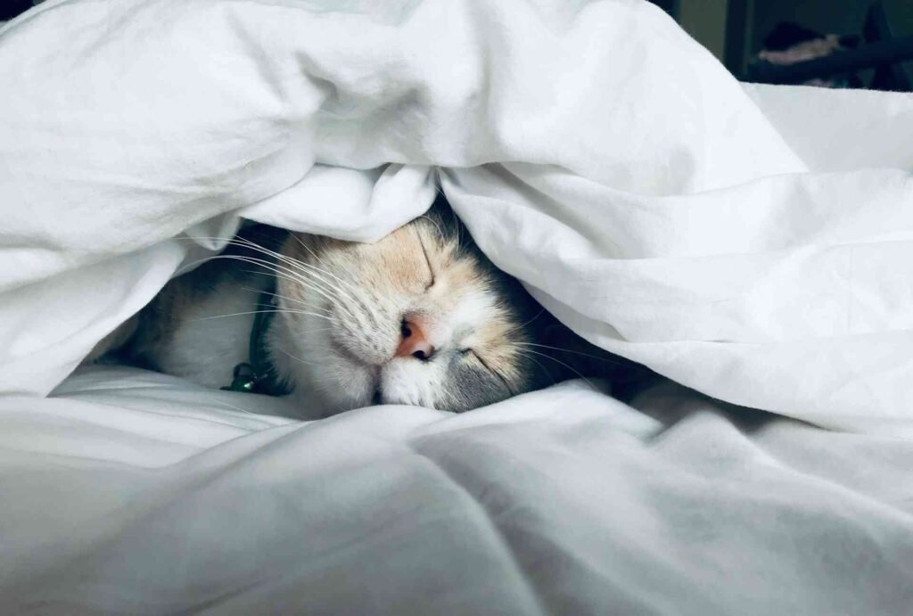A cat hiding under a white blanket while looking happy.