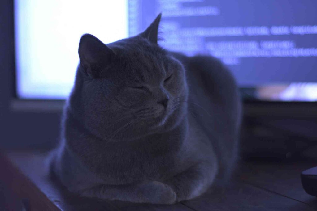 A grey cat ignoring the tv and closing its eyes.