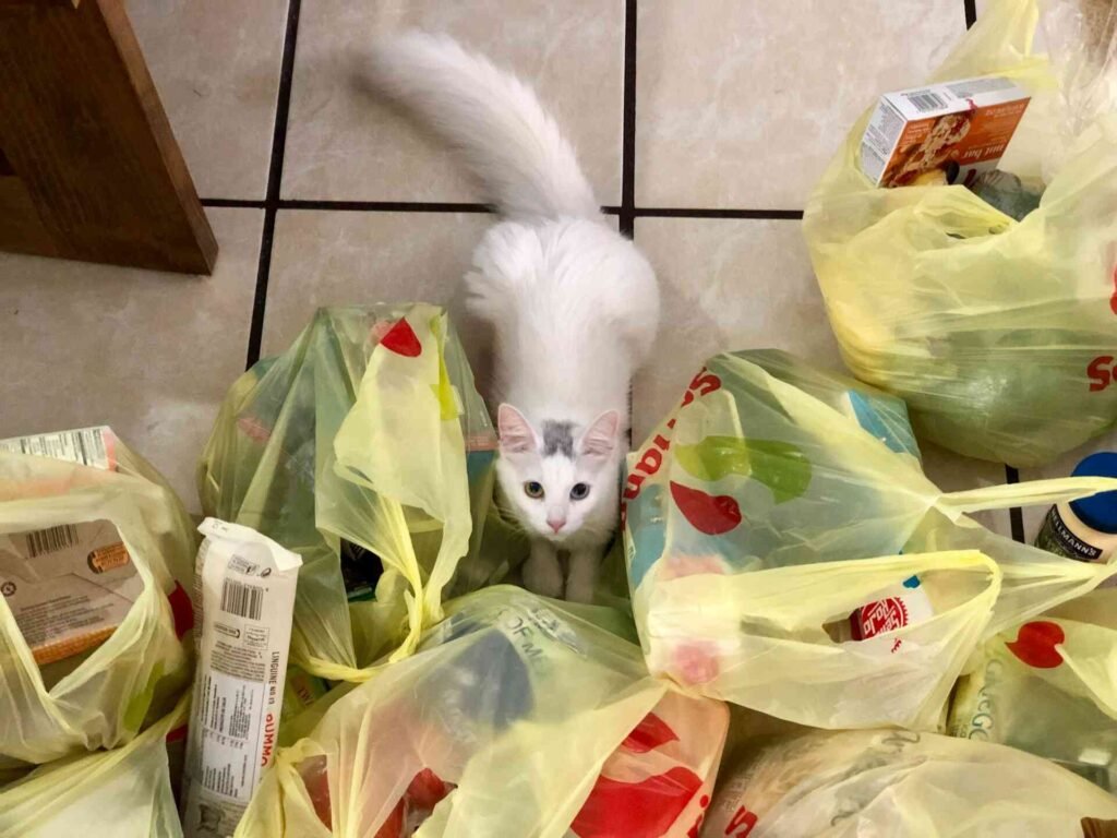 A white cat sitting in front of many plastic bags with groceries.