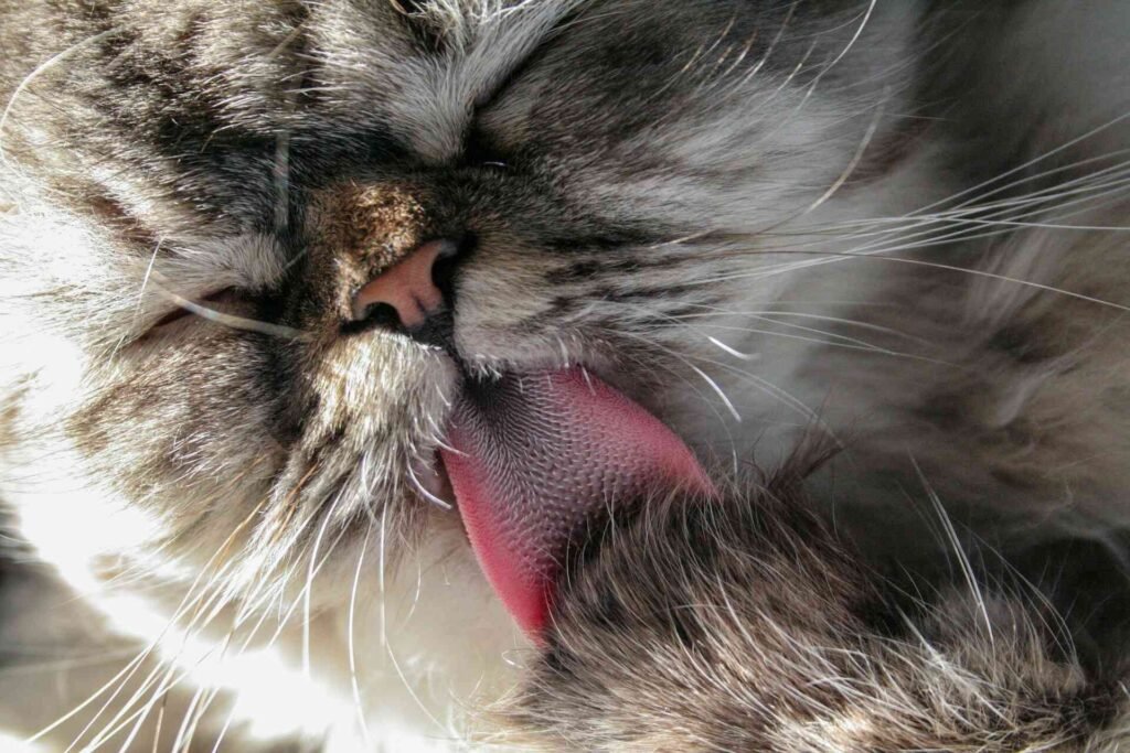 A close up of a cat licking its paw.