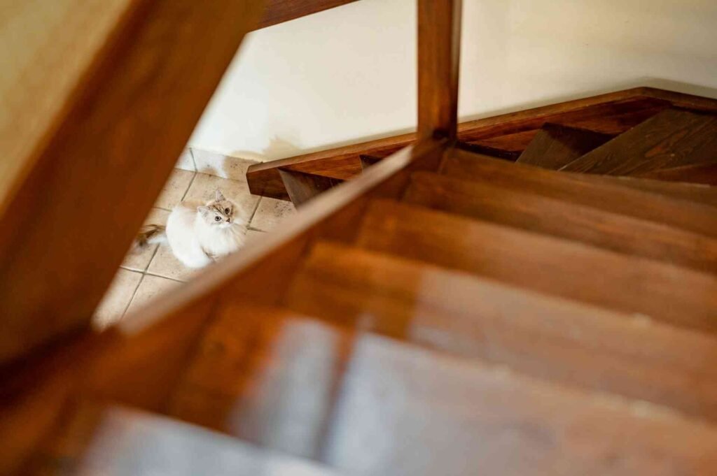 A white cat looking up a wooden staircase.