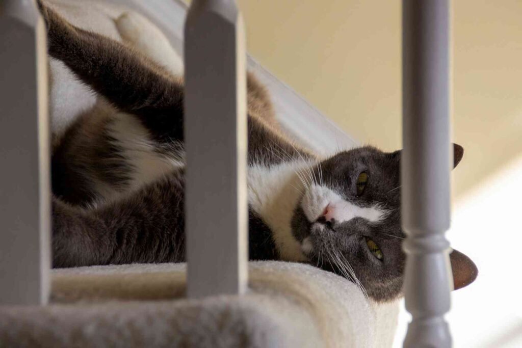 A black and white cat lying on a soft staircase.