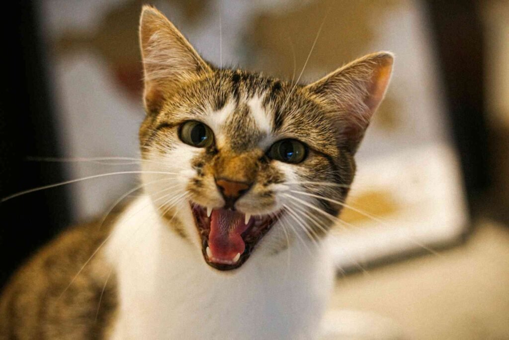 White and brown cat meowing at home.