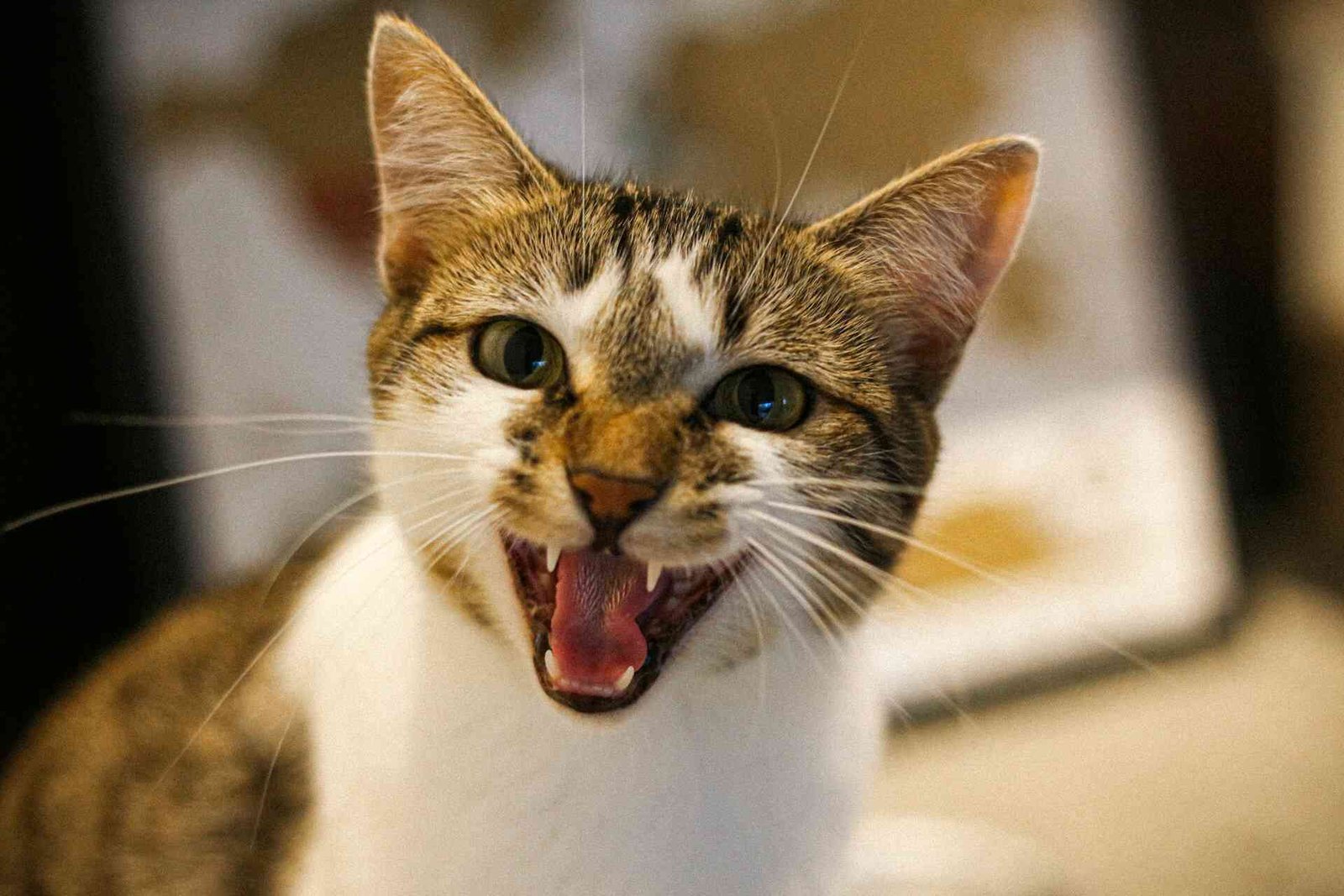 Why Cats Meow at Night: Causes & Solutions - All Pet Perks