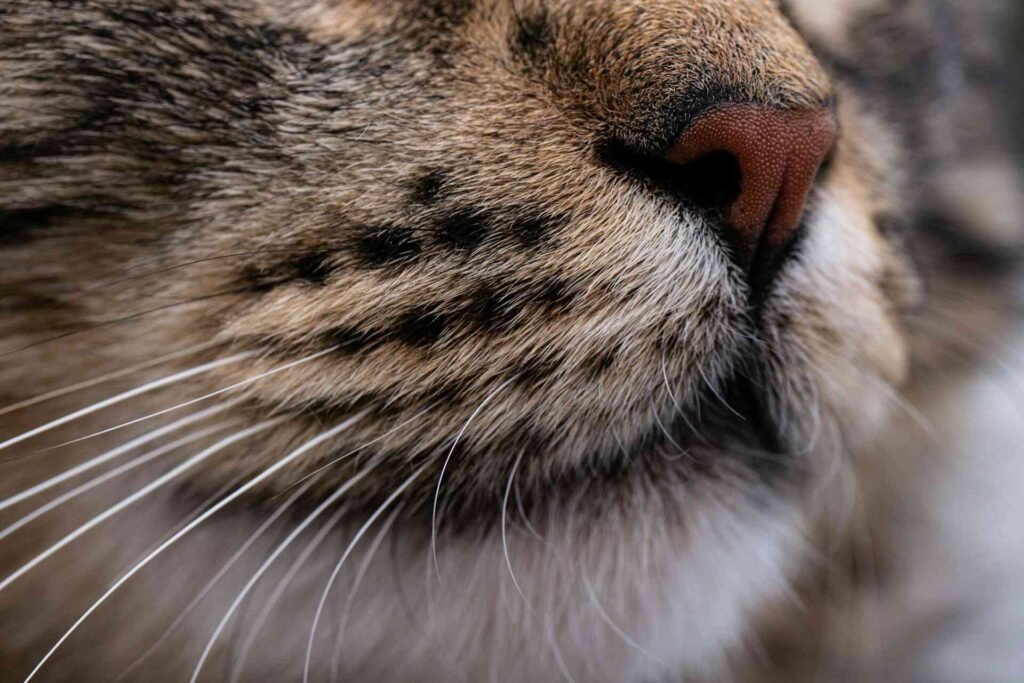 Close up of a cat nose.