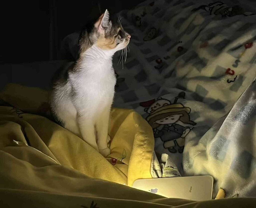 A cat sitting on top of a bed at night with some light from a phone.