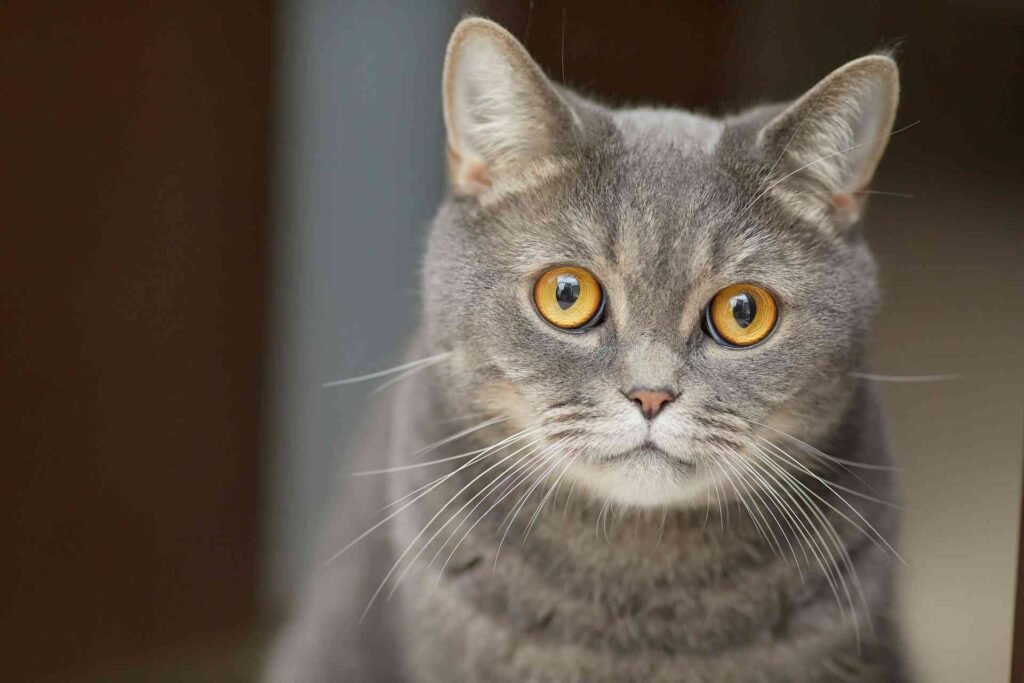 A cat with bright yellow-orange wide open eyes and gray fur.