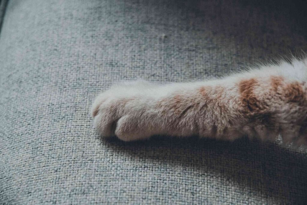 A cat putting its paw on the carpet.