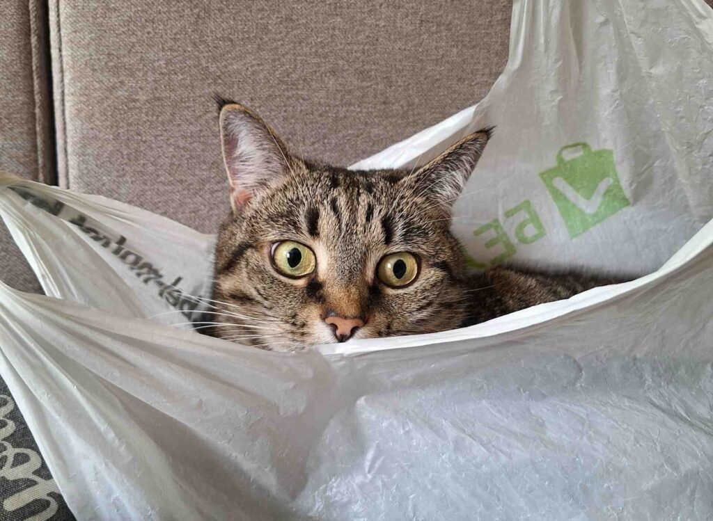 A cat looking out of a plastic bag.