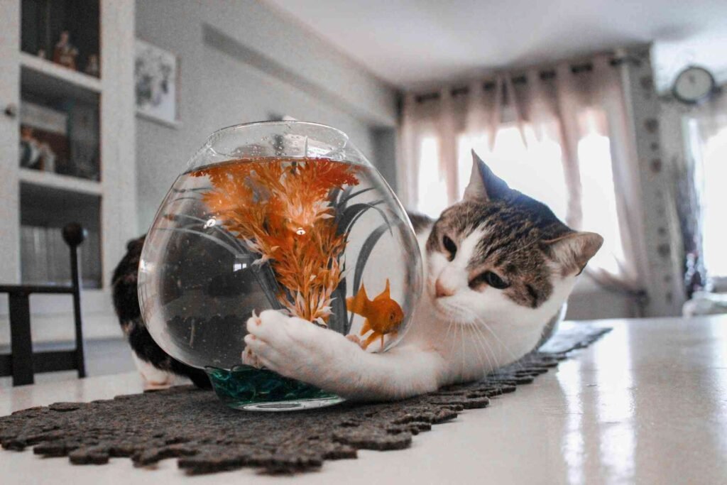 A cat looking at a fishbowl very closely.