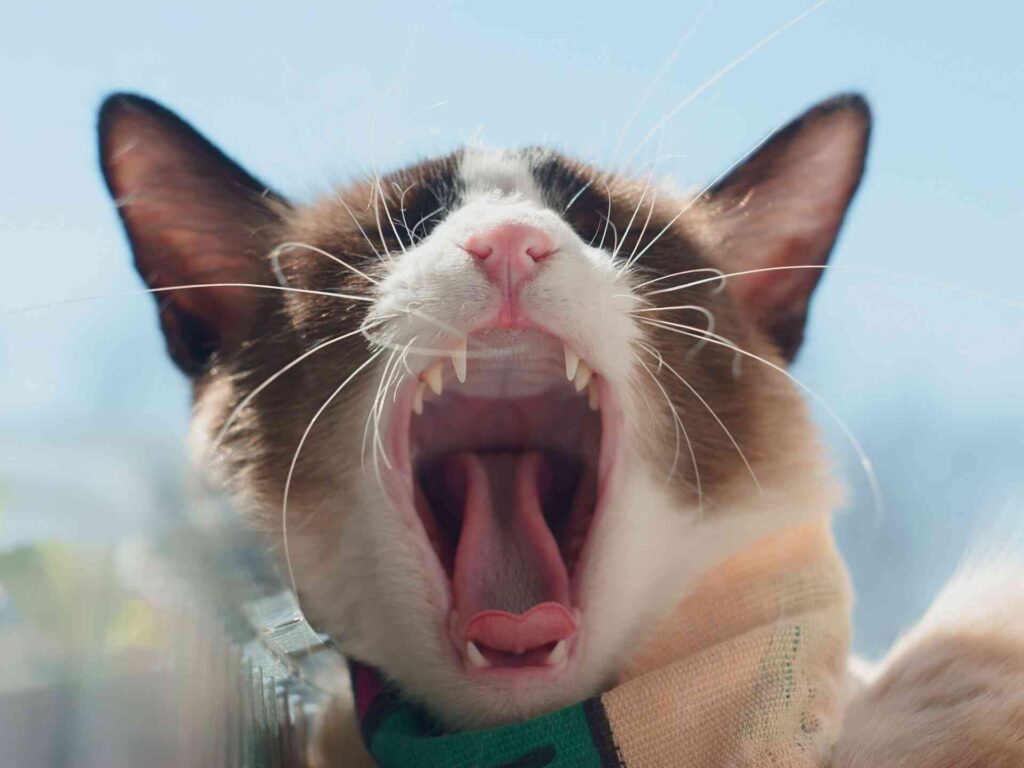 A cat opening its mouth showing teeth.