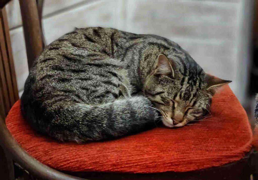 A cat sleeping curled up on a chair.