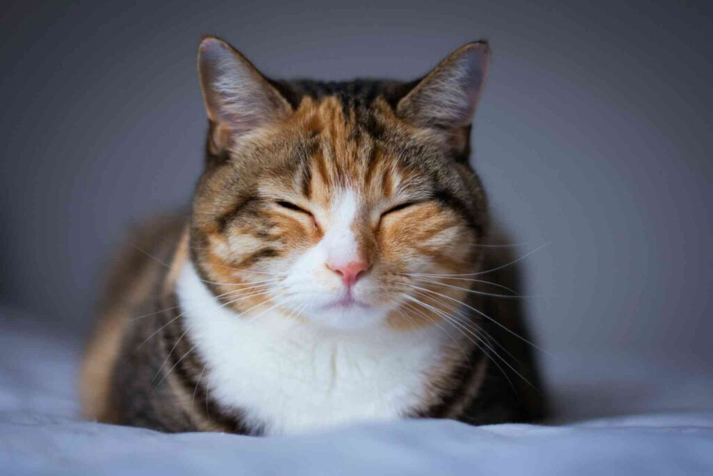 A cat sleeping in a loaf position.