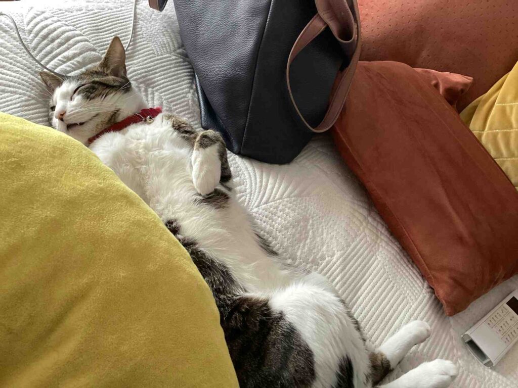 A cat sleeping on its back on a bed.